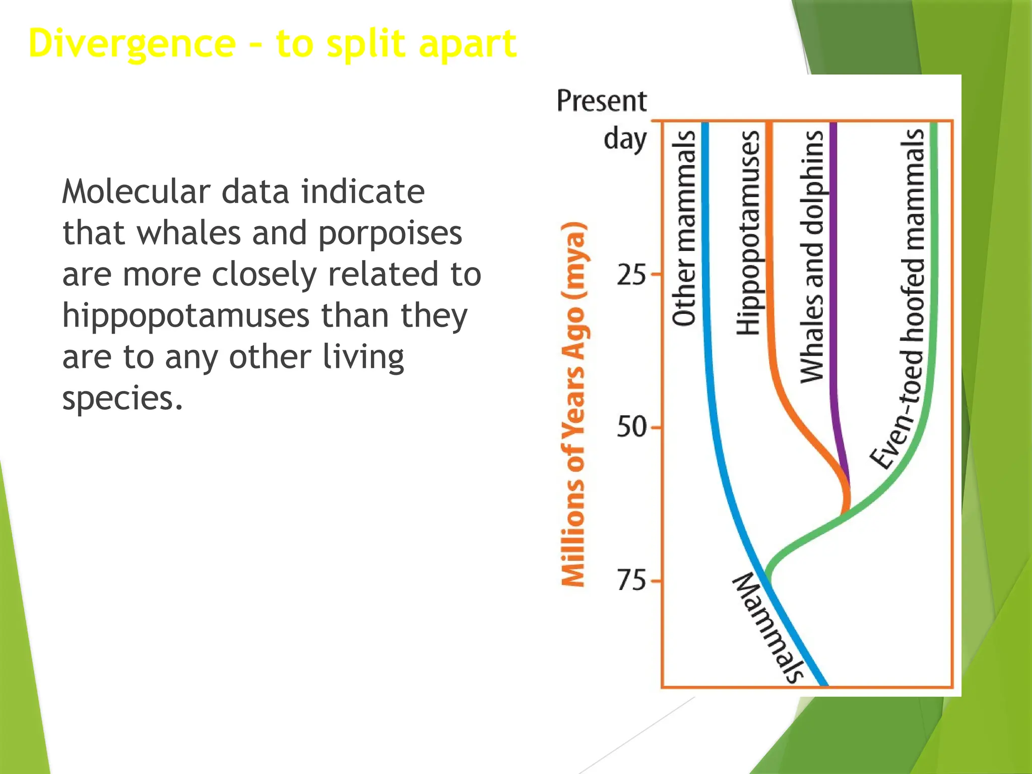Molecular data indicate
that whales and porpoises
are more closely related to
hippopotamuses than they
are to any other living
species.
Divergence – to split apart
 