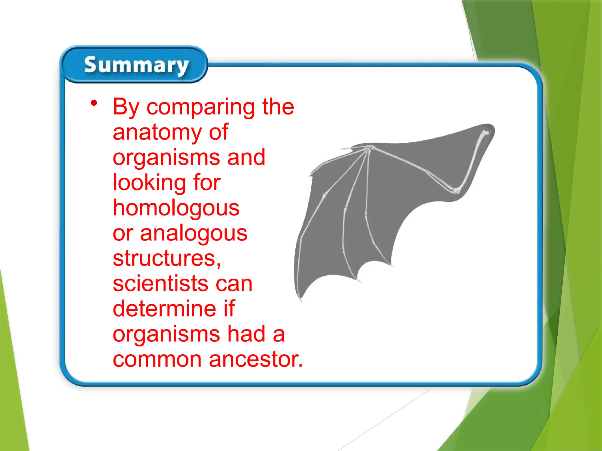 • By comparing the
anatomy of
organisms and
looking for
homologous
or analogous
structures,
scientists can
determine if
organisms had a
common ancestor.
 