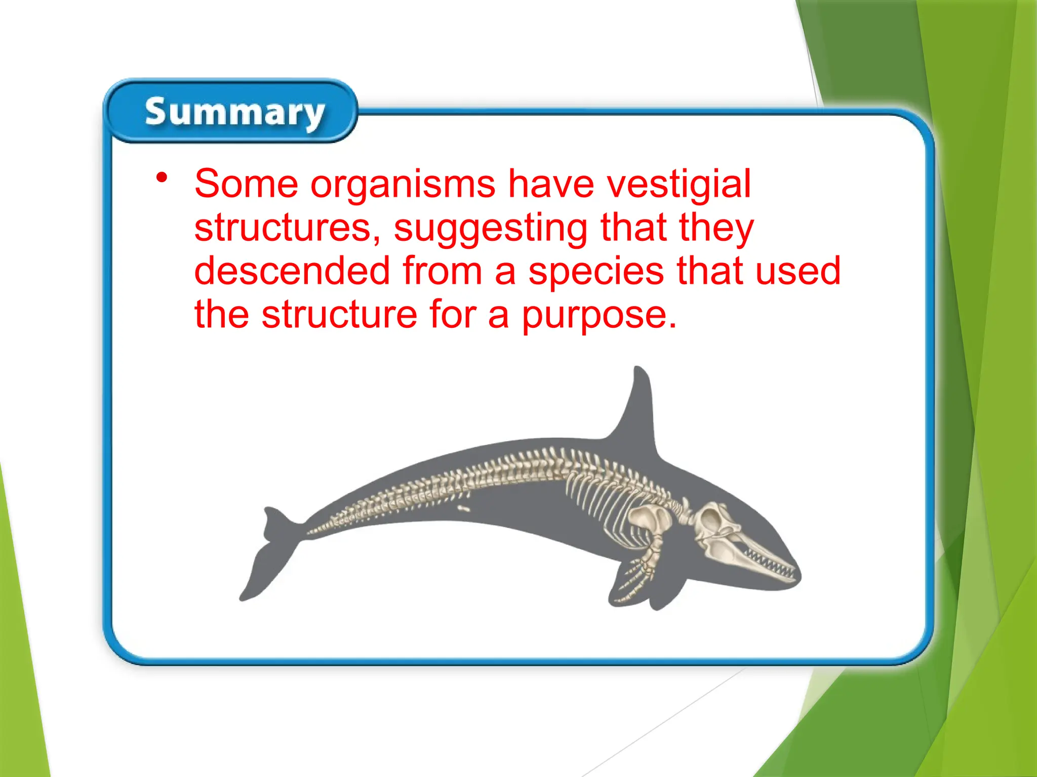 • Some organisms have vestigial
structures, suggesting that they
descended from a species that used
the structure for a purpose.
 