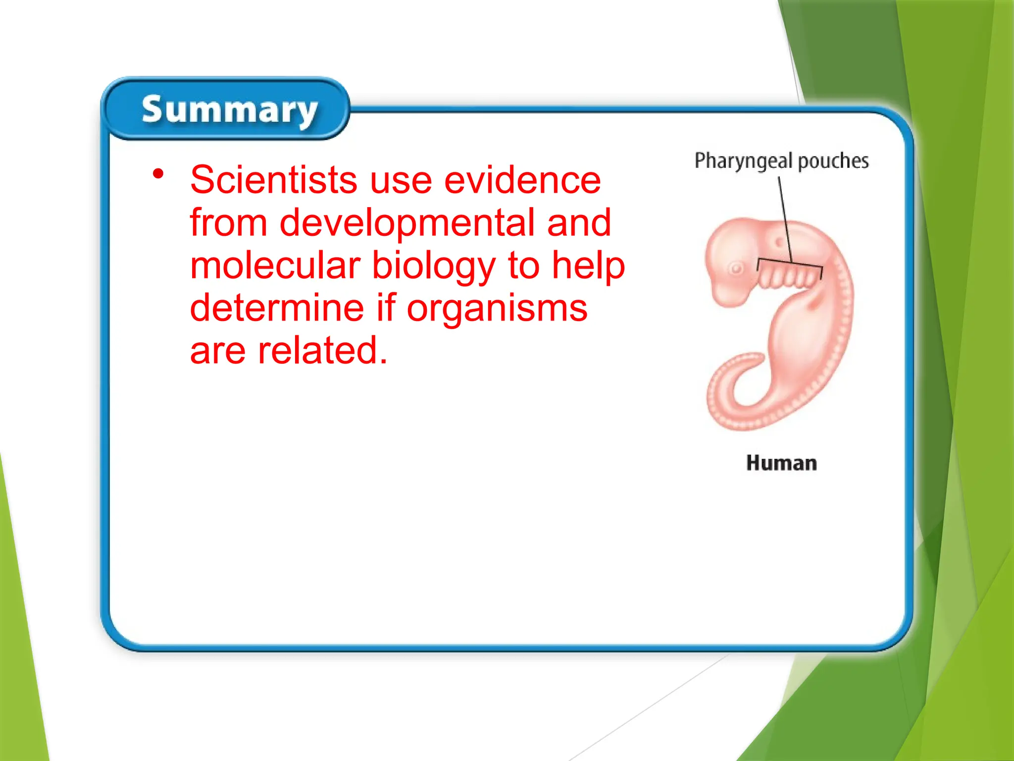 • Scientists use evidence
from developmental and
molecular biology to help
determine if organisms
are related.
 