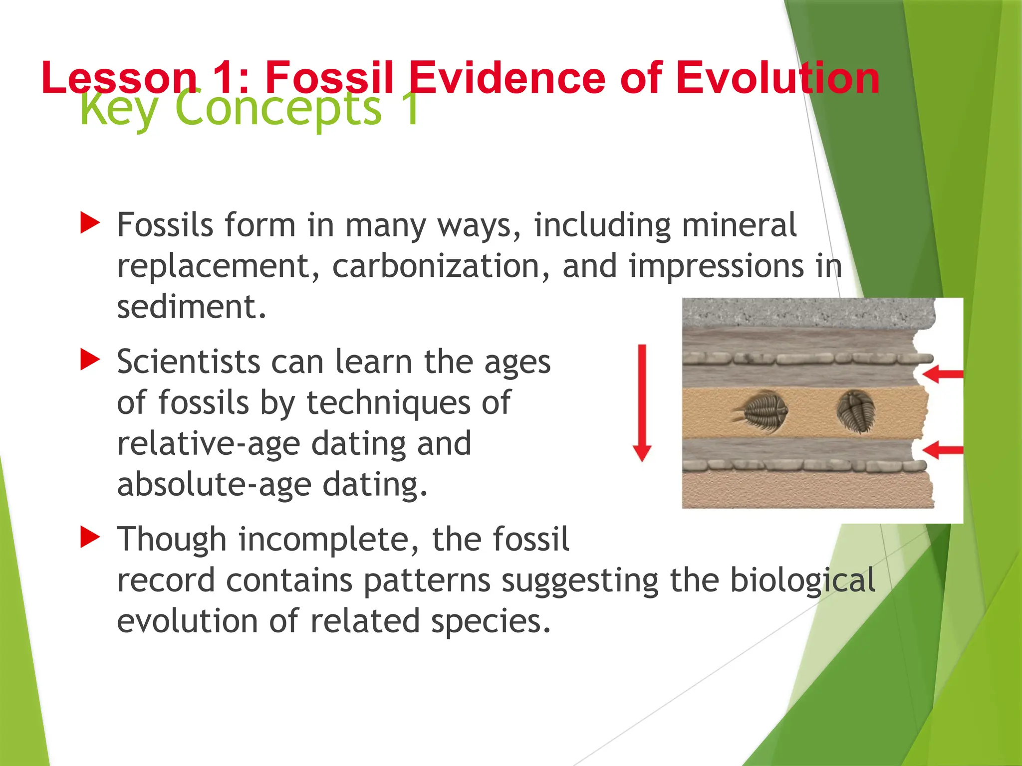 Key Concepts 1
 Fossils form in many ways, including mineral
replacement, carbonization, and impressions in
sediment.
 Scientists can learn the ages
of fossils by techniques of
relative-age dating and
absolute-age dating.
 Though incomplete, the fossil
record contains patterns suggesting the biological
evolution of related species.
Lesson 1: Fossil Evidence of Evolution
 