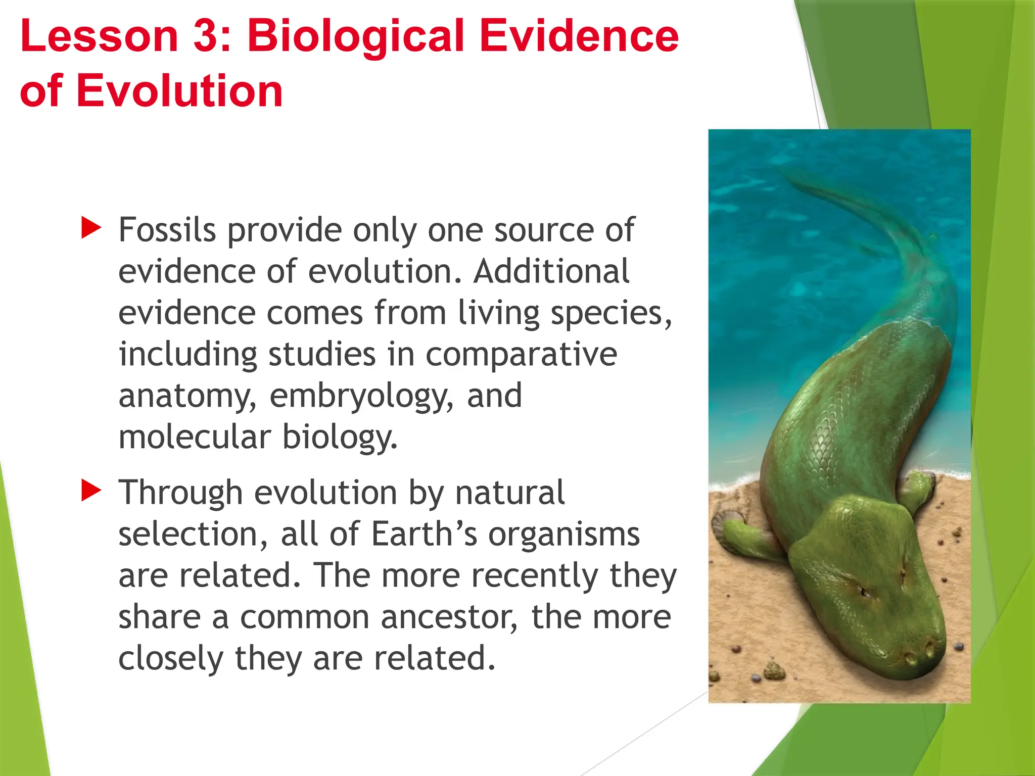  Fossils provide only one source of
evidence of evolution. Additional
evidence comes from living species,
including studies in comparative
anatomy, embryology, and
molecular biology.
 Through evolution by natural
selection, all of Earth’s organisms
are related. The more recently they
share a common ancestor, the more
closely they are related.
Lesson 3: Biological Evidence
of Evolution
 