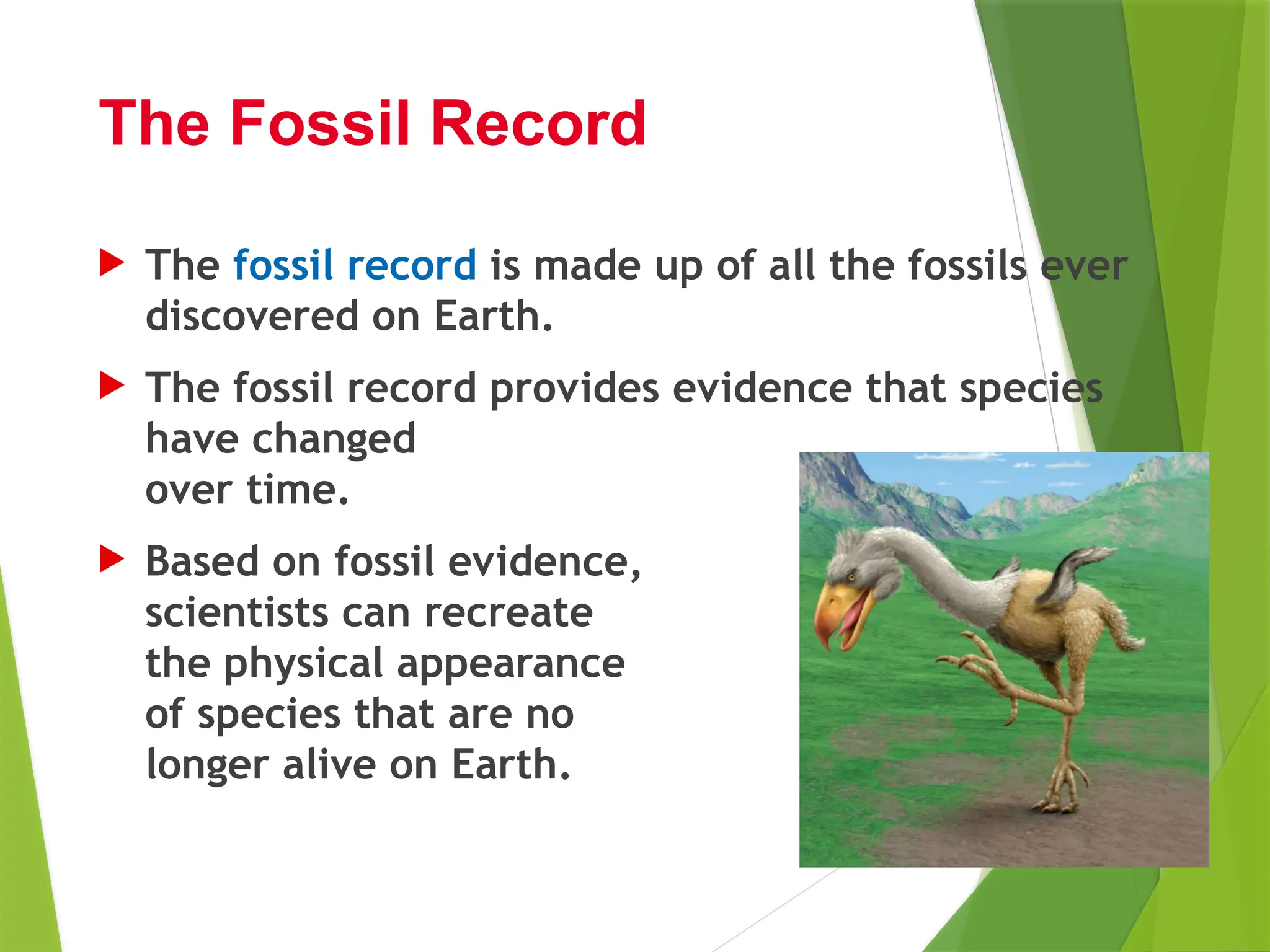  The fossil record is made up of all the fossils ever
discovered on Earth.
 The fossil record provides evidence that species
have changed
over time.
 Based on fossil evidence,
scientists can recreate
the physical appearance
of species that are no
longer alive on Earth.
The Fossil Record
 