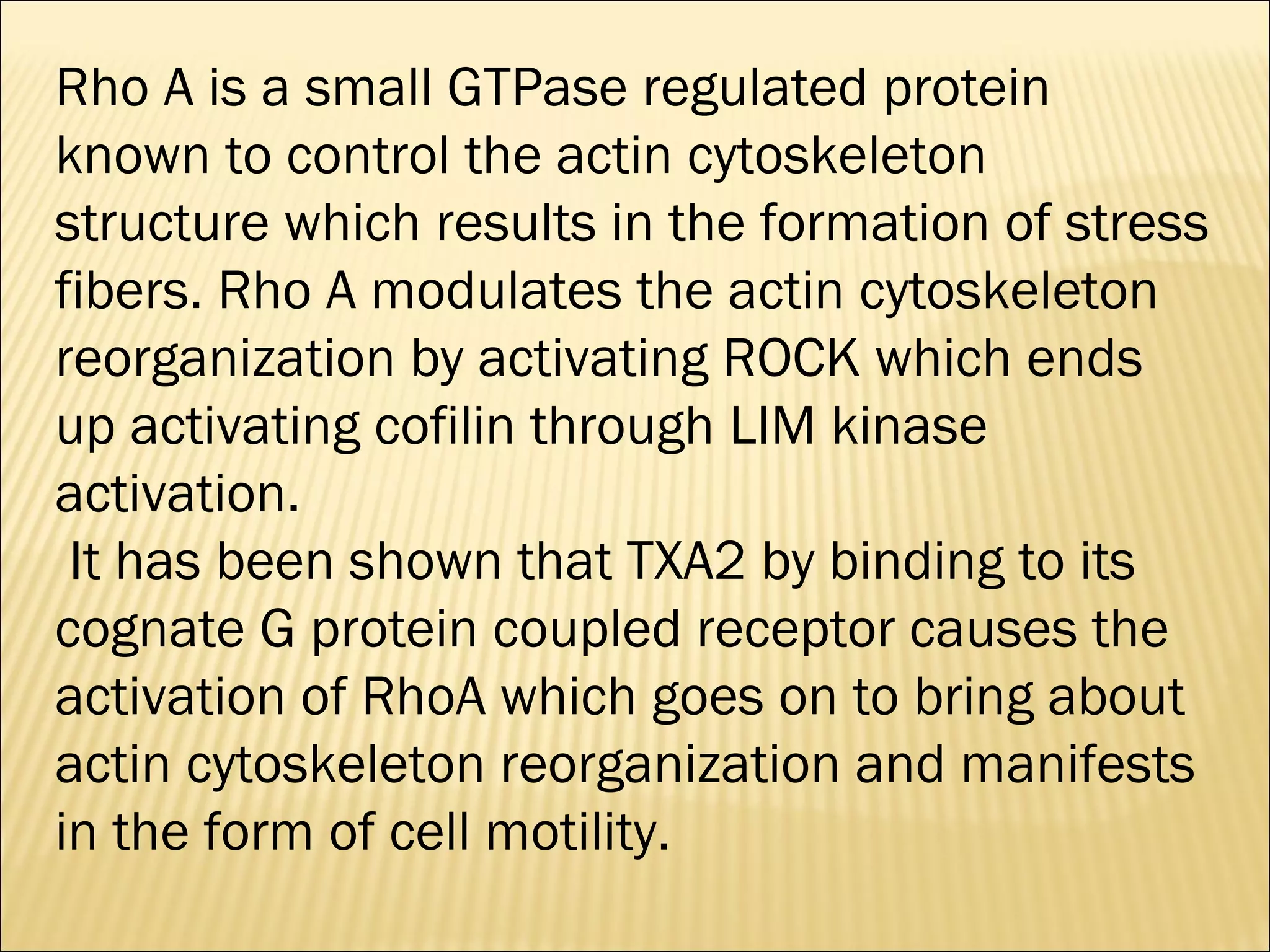 Rho A is a small GTPase regulated protein
known to control the actin cytoskeleton
structure which results in the formation of stress
fibers. Rho A modulates the actin cytoskeleton
reorganization by activating ROCK which ends
up activating cofilin through LIM kinase
activation.
It has been shown that TXA2 by binding to its
cognate G protein coupled receptor causes the
activation of RhoA which goes on to bring about
actin cytoskeleton reorganization and manifests
in the form of cell motility.
 