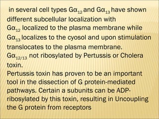  in several cell types Gα12 and Gα13 have shown
different subcellular localization with
Gα12 localized to the plasma membrane while
Gα13 localizes to the cyosol and upon stimulation
translocates to the plasma membrane.
Gα12/13 not ribosylated by Pertussis or Cholera
toxin. 
Pertussis toxin has proven to be an important
tool in the dissection of G protein-mediated
pathways. Certain a subunits can be ADP-
ribosylated by this toxin, resulting in Uncoupling
the G protein from receptors
 