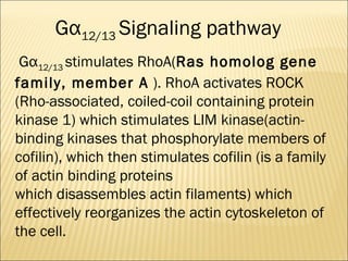 Gα12/13 stimulates RhoA(Ras homolog gene
family, member A ). RhoA activates ROCK
(Rho-associated, coiled-coil containing protein
kinase 1) which stimulates LIM kinase(actin-
binding kinases that phosphorylate members of
cofilin), which then stimulates cofilin (is a family
of actin binding proteins
which disassembles actin filaments) which
effectively reorganizes the actin cytoskeleton of
the cell.
Gα12/13 Signaling pathway
 