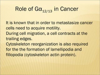 Role of Gα12/13 in Cancer
It is known that in order to metastasize cancer
cells need to acquire motility.
During cell migration, a cell contracts at the
trailing edges.
Cytoskeleton reorganization is also required
for the the formation of lamellipodia and
fillopodia (cytoskeleton actin protein).
 