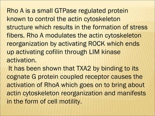Rho A is a small GTPase regulated protein
known to control the actin cytoskeleton
structure which results in the formation of stress
fibers. Rho A modulates the actin cytoskeleton
reorganization by activating ROCK which ends
up activating cofilin through LIM kinase
activation.
It has been shown that TXA2 by binding to its
cognate G protein coupled receptor causes the
activation of RhoA which goes on to bring about
actin cytoskeleton reorganization and manifests
in the form of cell motility.
 