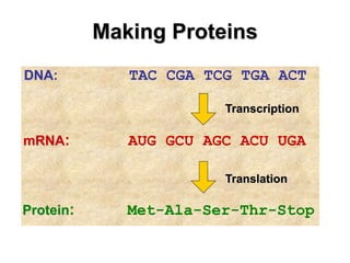 Protein-synthesis,sinh tổng hợp protein.ppt