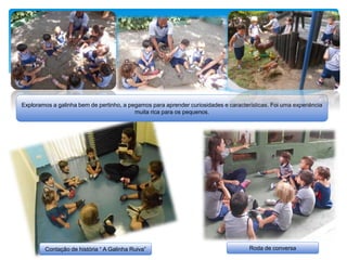 Exploramos a galinha bem de pertinho, a pegamos para aprender curiosidades e características. Foi uma experiência
muita rica para os pequenos.
Contação de história “ A Galinha Ruiva” Roda de conversa
 