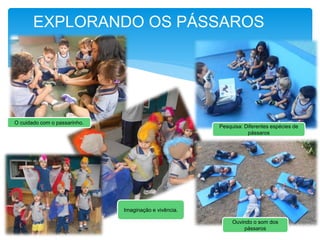 O cuidado com o passarinho.
EXPLORANDO OS PÁSSAROS
Pesquisa: Diferentes espécies de
pássaros
Ouvindo o som dos
pássaros
Imaginação e vivência.
 