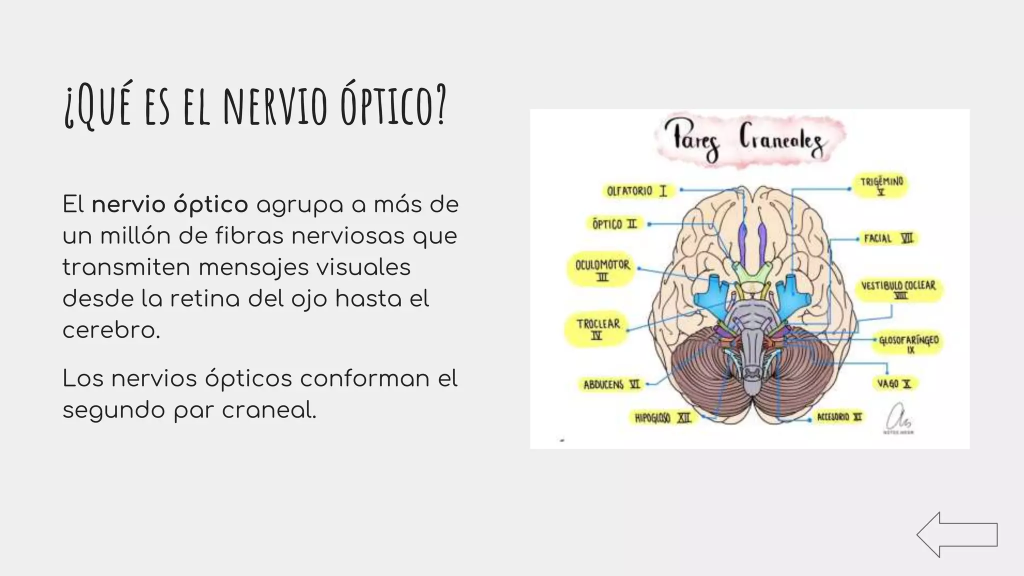 Nervio Optico | PPT