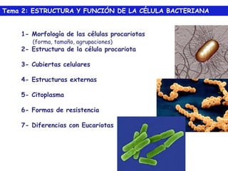 1- Morfología de las células procariotas
(forma, tamaño, agrupaciones)
2- Estructura de la célula procariota
3- Cubiertas celulares
4- Estructuras externas
5- Citoplasma
6- Formas de resistencia
7- Diferencias con Eucariotas
Tema 2: ESTRUCTURA Y FUNCIÓN DE LA CÉLULA BACTERIANA
 