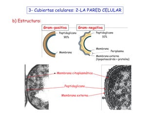 Estructura y Funcion de la Celula Bacteriana | PDF