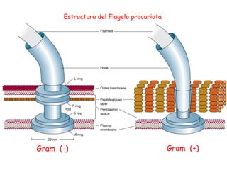 Estructura y Funcion de la Celula Bacteriana | PDF
