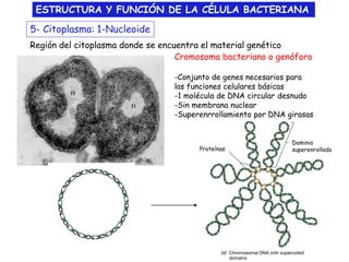Estructura y Funcion de la Celula Bacteriana | PDF