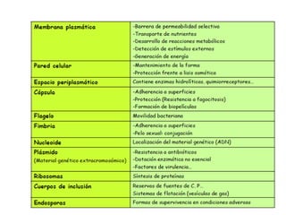 Estructura y Funcion de la Celula Bacteriana | PDF