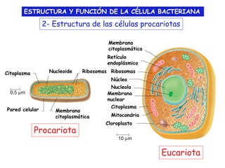 Estructura y Funcion de la Celula Bacteriana | PDF