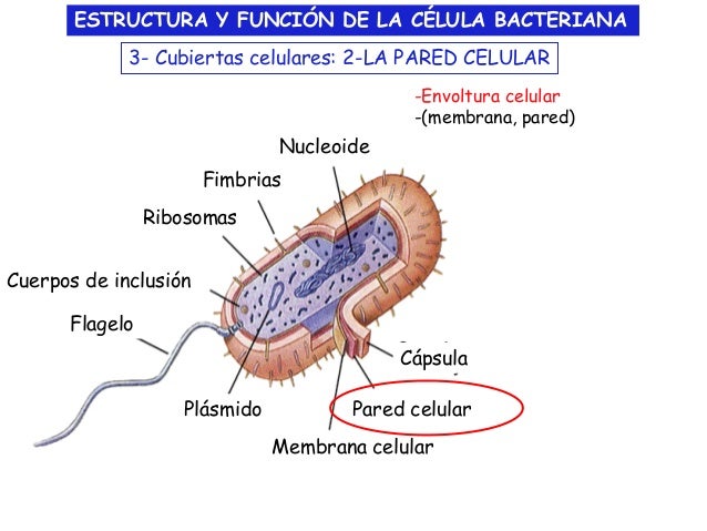 Estructura De Una Celula Bacteriana Y Sus Tipos