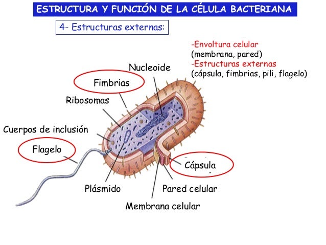 Estructura y Funcion de la Celula Bacteriana