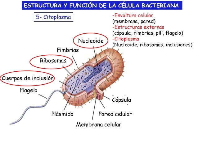 Estructura y Funcion de la Celula Bacteriana