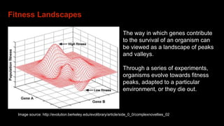 Fitness Landscapes
The way in which genes contribute
to the survival of an organism can
be viewed as a landscape of peaks
and valleys.
Through a series of experiments,
organisms evolve towards fitness
peaks, adapted to a particular
environment, or they die out.
Image source: http://evolution.berkeley.edu/evolibrary/article/side_0_0/complexnovelties_02
 