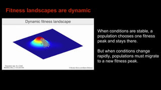 Fitness landscapes are dynamic
When conditions are stable, a
population chooses one fitness
peak and stays there.
But when conditions change
rapidly, populations must migrate
to a new fitness peak.
 