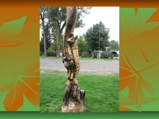 Sculptures arbres a abattre