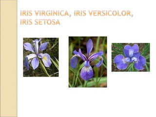 Genetic Algorithm for optimization on IRIS Dataset presentation ppt ...