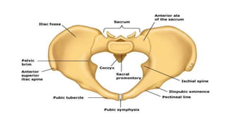 Schematic diagram of the striated musculature of the pelvic floor. PR, puborectalis; PC,
pubococcygeus; IC, iliococcygeus;...