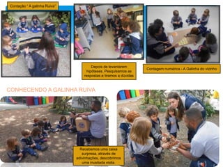 CONHECENDO A GALINHA RUIVA
Depois de levantarem
hipóteses. Pesquisamos as
respostas e tiramos a dúvidas
Contação “ A galinha Ruiva”
Contagem numérica - A Galinha do vizinho
Recebemos uma caixa
surpresa, através de
adivinhações, descobrimos
uma inusitada visita.
 