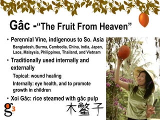 Gâc -―The Fruit From Heaven‖
• Perennial Vine, indigenous to So. Asia
  Bangladesh, Burma, Cambodia, China, India, Japan,
  Laos, Malaysia, Philippines, Thailand, and Vietnam
• Traditionally used internally and
  externally
  Topical: wound healing
  Internally: eye health, and to promote
  growth in children
• Xoi Gâc: rice steamed with gâc pulp
 
