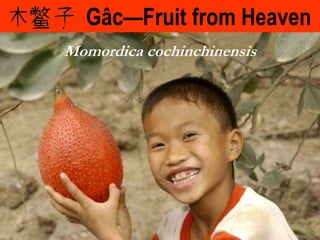 Gâc—Fruit from Heaven Momordica cochinchinensis