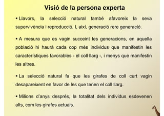 Visió de la persona experta
 Llavors,    la    selecció   natural   també   afavoreix   la   seva
supervivència i reproducció. I així, generació rere generació.
      i è i          d   ió I, i í          ió             ió

 A mesura que es vagin succeint les generacions en aquella
                                     generacions,
població hi haurà cada cop més individus que manifestin les
característiques favorables - el coll llarg -, i menys que manifestin
les altres
    altres.

 La selecció natural fa que les girafes de coll curt vagin
desapareixent en favor de les que tenen el coll llarg.

 Milions d’anys després, la totalitat dels individus esdevenen
alts, com l girafes actuals.
 lt       les i f     t l
 