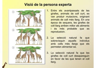 Visió de la persona experta
            1. Entre els avantpassats de les
               girafes, animals de coll curt, es
               g
               van produir mutacions, originant
               animals de coll més llarg. En una
               època de sequera les girafes de
                            sequera,
               coll llarg arriben millor als aliments
               i és més probable que es
               reprodueixin.

            2 La selecció natural fa que
            2.
               sobrevisquin aquells individus
               amb colls més llargs que els
               permeten alimentar-se.

            3.
            3 La selecció natural fa que les
               girafes de coll curt desapareguin
               en favor de les que tenen el coll
               llarg.
 