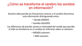 ¿Cómo se transforma el cerebro los sonidos
en información?
Nuestro oído percibe las frecuencias sonoras y el cerebro discrimina
esta información distinguiendo entre:
• Sonido GRAVES.
• Sonidos AGUDOS.
Las diferencias de presión sonora o intensidad del sonido que percibe
el oído se transforma en el cerebro en informan sobre su volumen:
• MENOS volumen.
• MÁS volumen.
 