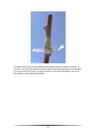 25
A continuación se ata con cinta plástica especial para injertar tomateras y sandías, se
envuelve con mastic de injertar el extremo superior del injerto para que no pierda agua
y no sea atacado por hongos y se deja sin cubrir con una bolsa de plástico, por ser de
hoja caduca y estar todavía hibernando.
 
