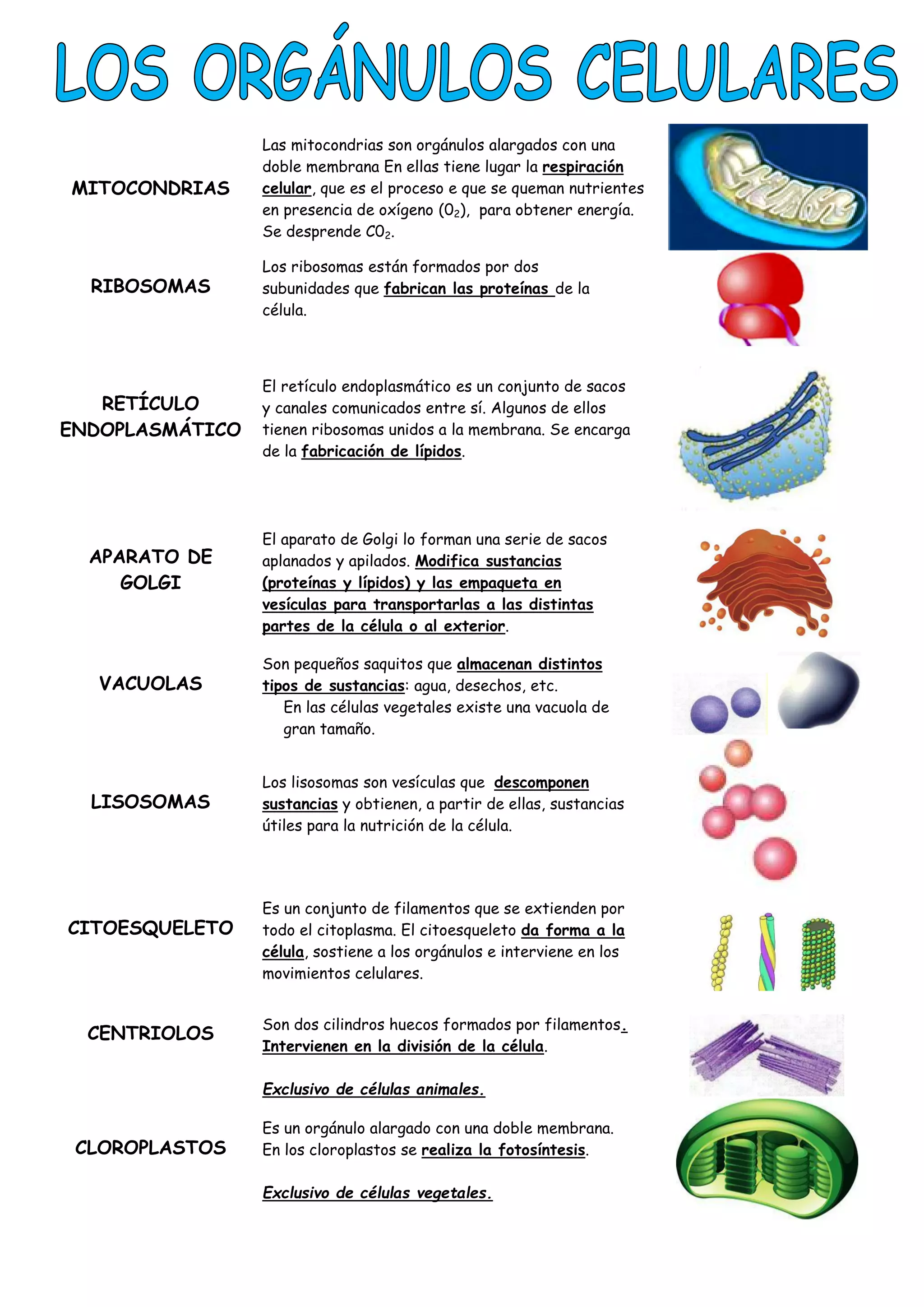 Orgánulos de la célula (tabla) | PDF