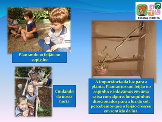 Plantando o feijão no
copinho
A importância da luz para a
planta. Plantamos um feijão no
copinho e colocamos em uma
caixa com alguns buraquinhos
direcionados para a luz do sol,
percebemos que o feijão cresceu
em sentido da luz.
Cuidando
da nossa
horta
 