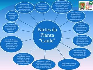 Partes da
Planta
“Caule”
Levantamentos
de hipóteses
sobre o que é o
caule.
Observamos e
listamos palavras dos
alimentos que temos
na horta. Depois
conversamos sobre
qual deles é um caule
comestível.
Saímos pela escola
explorando os
diversos troncos
(textura, cor,
tamanho, largura).
Pesquisa na
internet de
outros alimentos
que são caule. E
montamos um
cartaz
Descobrimos que
temos cana-de-
açúcar na escola e
que ela é um caule!
Nada melhor que
experimentarmos.
Descobrimos que a
matéria prima do
presente do dia dos
pais veio do caule
Assistimos o filme de
“onde vem o açúcar. “
Para colher a cana de
açúcar, nos fantasiamos de
boia fria e imaginamos
estar em um canavial de
cana, foi muito divertido!
Pesquisamos e
descobrimos outras
utilidade do caule:
para fazer álcool,
combustível, papel,
borracha, madeira...
Através de desenhos
das crianças criamos
uma árvore onde
colaremos as partes
dela conforme já
estudamos.
Nos divertimos
com brinquedos
trazidos de cada
e feitos de
madeira.
Cozinha
experimental
: Pastel de
Palmito
Brincamos que
éramos cana de
açúcar e passávamos
pelo engenho da
fabricação do açúcar
 