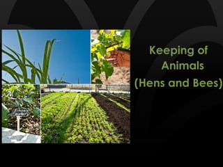 Keeping of
Animals
(Hens and Bees)
 