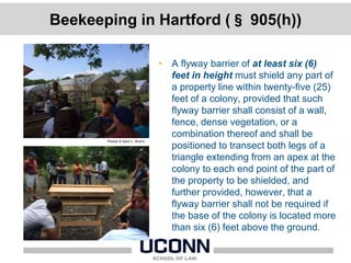 Beekeeping in Hartford (§ 905(h))
• A flyway barrier of at least six (6)
feet in height must shield any part of
a property line within twenty-five (25)
feet of a colony, provided that such
flyway barrier shall consist of a wall,
fence, dense vegetation, or a
combination thereof and shall be
positioned to transect both legs of a
triangle extending from an apex at the
colony to each end point of the part of
the property to be shielded, and
further provided, however, that a
flyway barrier shall not be required if
the base of the colony is located more
than six (6) feet above the ground.
Photos © Sara C. Bronin.
 