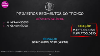 PRIMEIROS SEGMENTOS DO TRONCO
MÚSCULOS DA LÍNGUA
o M. INFRAHIÓIDEOS
o M. GENIOHIÓIDEO
INERVAÇÃO
NERVO HIPOGLOSSO (XII PAR)
10
TEIXEIRA, Lucilia Maria Souza, REHER,Peter, REHER,Vanessa Sampaio. AnatomiaAplicadaà Odontologia, 2ª edição.
EXCEÇÃO!
M. ESTILOGLOSSO
M. PALATOGLOSSO
 