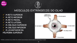 MÚSCULOS EXTRÍNSECOS DO OLHO
 M RETO SUPERIOR
 M. RETO INFERIOR
 M. RETO MEDIAL
 M. RETO LATERAL
 M. OBLÍQUO SUPERIOR
 M. OBLÍQUO INFERIOR
 M. LEVANTADOR DA
PÁLPEBRA SUPERIOR
13
TEIXEIRA, Lucilia Maria Souza, REHER,Peter, REHER,Vanessa Sampaio. AnatomiaAplicadaà Odontologia, 2ª edição.
 