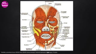 20TEIXEIRA, Lucilia Maria Souza, REHER,Peter, REHER,Vanessa Sampaio. AnatomiaAplicadaà Odontologia, 2ª edição.
 