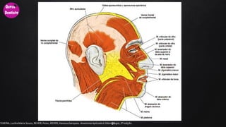 21TEIXEIRA, Lucilia Maria Souza, REHER,Peter, REHER,Vanessa Sampaio. AnatomiaAplicadaà Odontologia, 2ª edição.
 