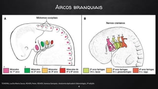 Arcos branquiais
4
TEIXEIRA, Lucilia Maria Souza, REHER,Peter, REHER,Vanessa Sampaio. AnatomiaAplicadaà Odontologia, 2ª edição.
 