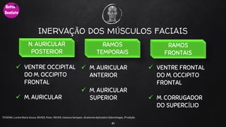 INERVAÇÃO DOS MÚSCULOS FACIAIS
 VENTRE OCCIPITAL
DO M. OCCIPITO
FRONTAL
 M. AURICULAR
41
TEIXEIRA, Lucilia Maria Souza, REHER,Peter, REHER,Vanessa Sampaio. AnatomiaAplicadaà Odontologia, 2ª edição.
N. AURICULAR
POSTERIOR
RAMOS
FRONTAIS
RAMOS
TEMPORAIS
 M. AURICULAR
ANTERIOR
 M. AURICULAR
SUPERIOR
 VENTRE FRONTAL
DO M. OCCIPITO
FRONTAL
 M. CORRUGADOR
DO SUPERCÍLIO
 