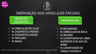 42
TEIXEIRA, Lucilia Maria Souza, REHER,Peter, REHER,Vanessa Sampaio. AnatomiaAplicadaà Odontologia, 2ª edição.
INERVAÇÃO DOS MÚSCULOS FACIAIS
 M. ORBICULAR DO OLHO
 M. ZIGOMÁTICO MENOR
 M. ZIGOMÁTICO MAIOR
 M. PRÓCERO
 M. NASAL
RAMOS DO
ZIGOMÁTICO
RAMOS BUCAIS
 M. BUCINADOR
 M. ORBICULAR DA BOCA
 M. RISÓRIO
 M. LEVANTADOR DO LÁBIO
SUPERIOR E DA ASA DO
NARIZ
 M. LEVANTADOR DO
ÂNGULO DA BOCA
 
