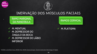 .
43
TEIXEIRA, Lucilia Maria Souza, REHER,Peter, REHER,Vanessa Sampaio. AnatomiaAplicadaà Odontologia, 2ª edição.
INERVAÇÃO DOS MÚSCULOS FACIAIS
 M. MENTUAL
 M. DEPRESSOR DO
ÂNGULO DA BOCA
 M. DEPRESSOR DO LÁBIO
INFERIOR
RAMO MARGINAL
DA MANDÍBULA
RAMOS CERVICAL
 M. PLATISMA
 